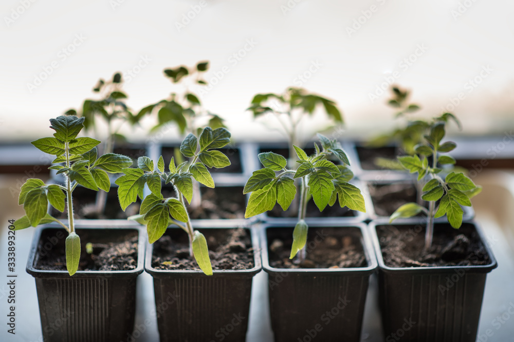 Young seedlings of tomato in small plastic pots. Top of view. Tomato plants in pots. Young seedlings of tomato in small plastic pots. Top of view. Tomato plants in pots.
