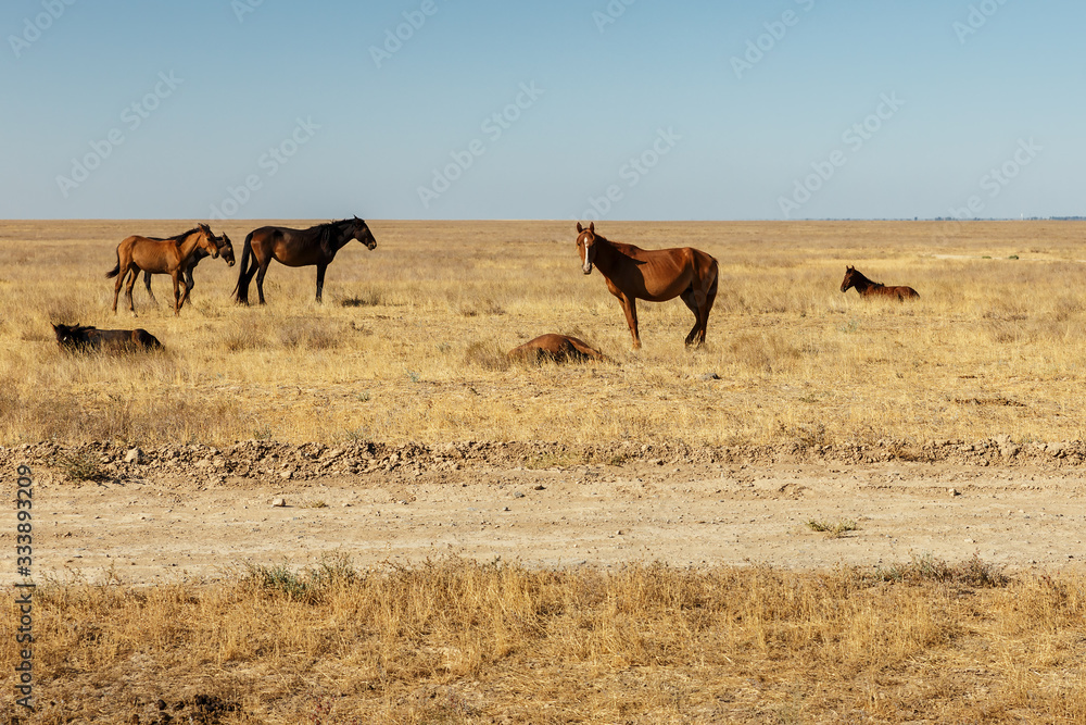 horses eat dry grass in the pasture in the steppe of Kazakhstan horses eat dry grass in the pasture in the steppe of Kazakhstan