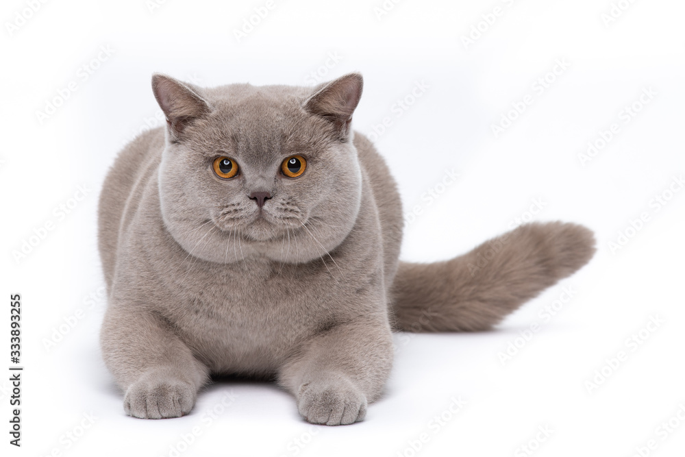 A lilac British shorthair cat sitting on a white studio background.