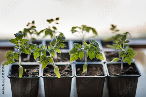 Young seedlings of tomato in small plastic pots. Top of view. Tomato plants in pots. 