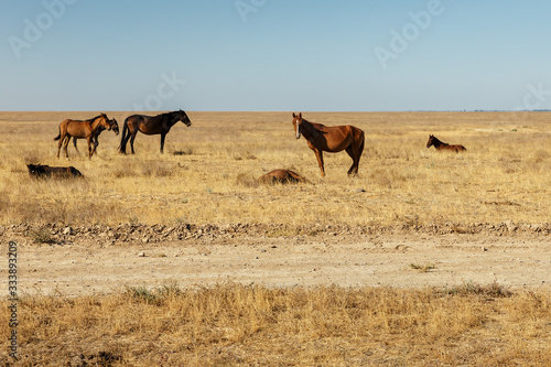 horses eat dry grass in the pasture in the steppe of Kazakhstan