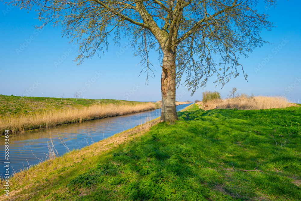 Canal with reed in wetland below a blue sky in sunlight in spring Canal with reed in wetland below a blue sky in sunlight in spring
