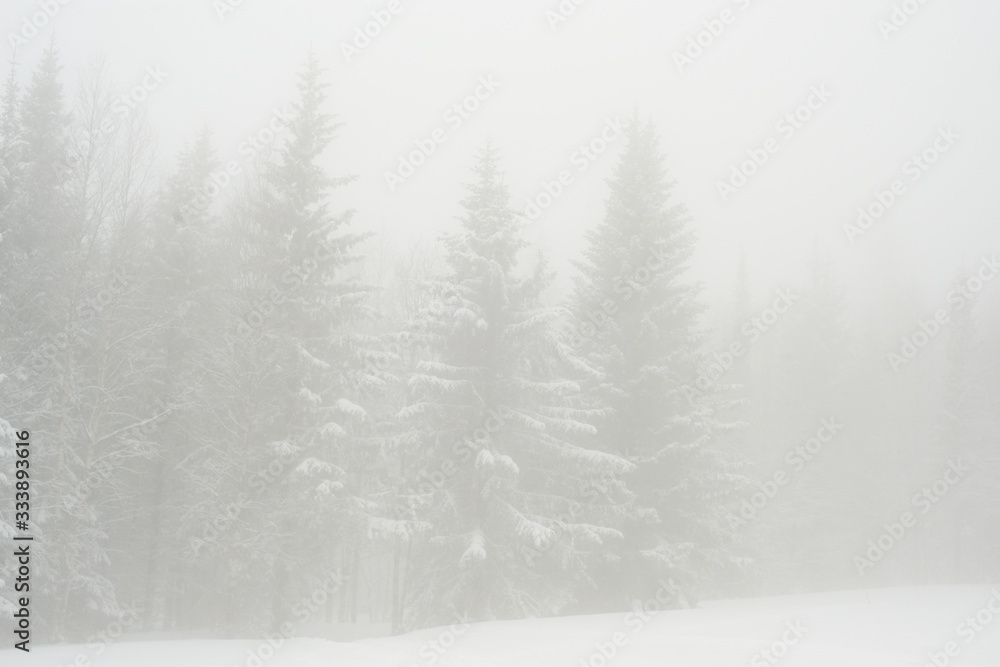Fototapeta premium snow-covered, coniferous, white forest, after a night of snowfall and tourists walking with huge backpacks along the path winding among the firs