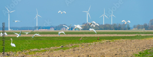 Swans flying over a green agricultural field in a blue sky in sunlight in spring