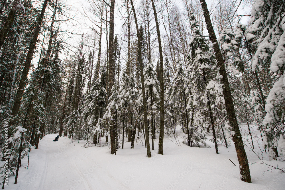 snow-covered, coniferous, white forest, after a night of snowfall and tourists walking with huge backpacks along the path winding among the firs