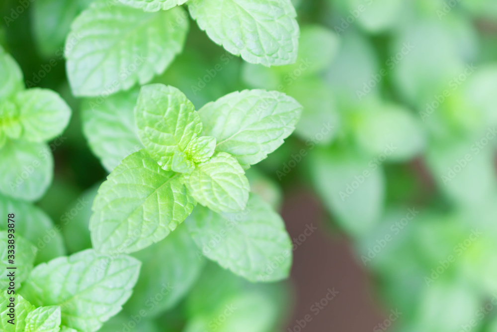 Closeup fresh pepper mint in pot, herb and health care concept, selective focus Closeup fresh pepper mint in pot, herb and health care concept, selective focus