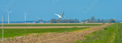 Swans flying over a green agricultural field in a blue sky in sunlight in spring