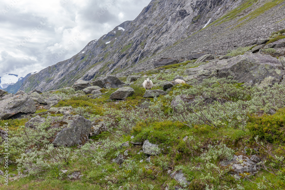 A sheep running through the mountainsin Norway.