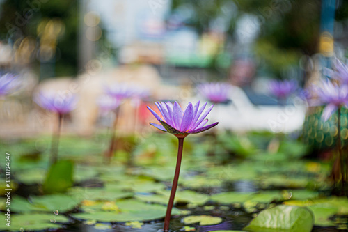 Nymphaea , beautiful purple waterlily or lotus flower in pond with nature style background or noise and soft focus or blur with Bokeh and lens flare.