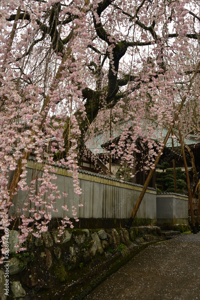 Fototapeta premium しだれ桜