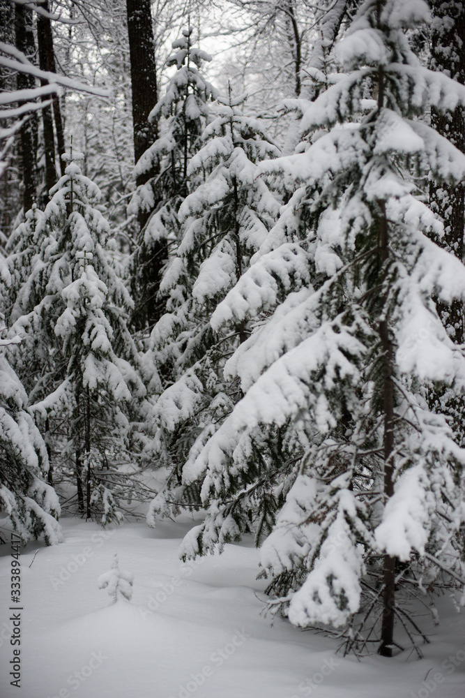 Naklejka premium snow-covered, coniferous, white forest, after a night of snowfall and tourists walking with huge backpacks along the path winding among the firs