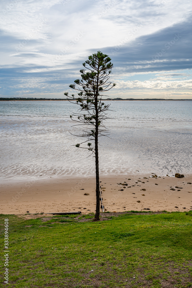 Single isolated tree on coastline, Torquay, Australia