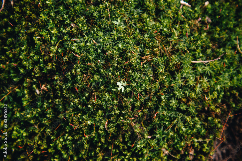 texture of green moss Sphagnum species. Kukushkin flax, or common polytrichum grows in a tree on a tree texture of green moss Sphagnum species. Kukushkin flax, or common polytrichum grows in a tree on a tree
