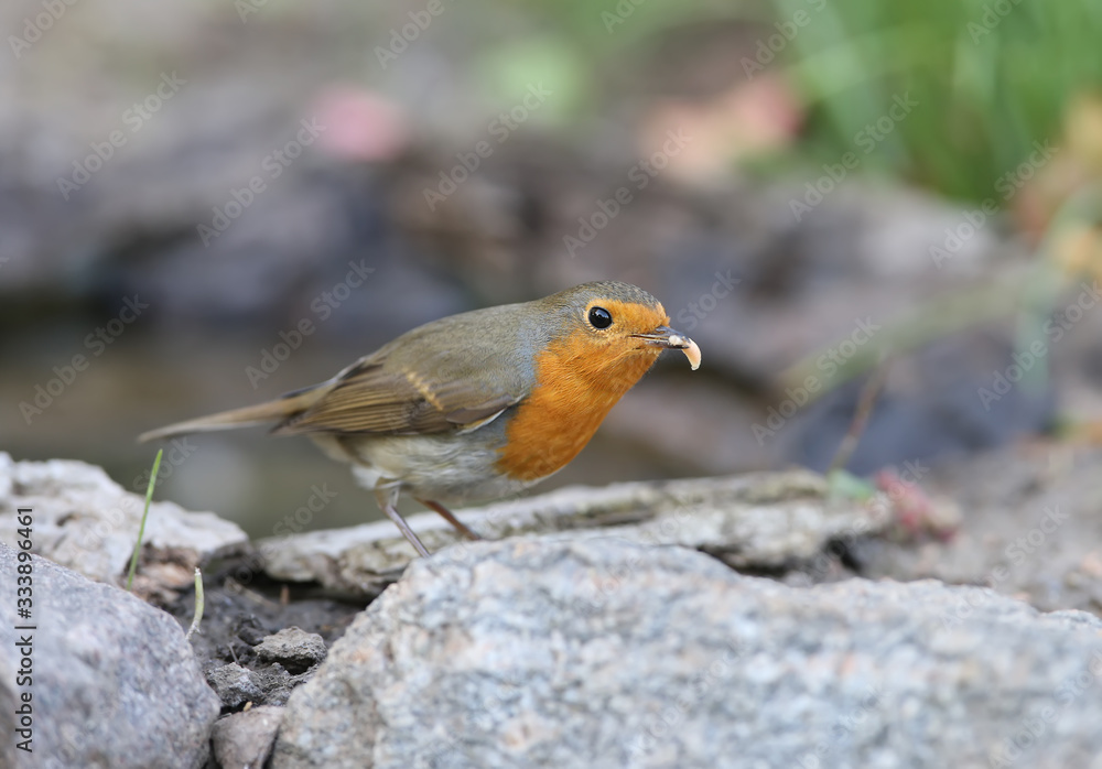 Fototapeta premium Extra close up portrait of an European robin (Erithacus rubecula) with a small worm in a beak stands on a ground on nice blurred background