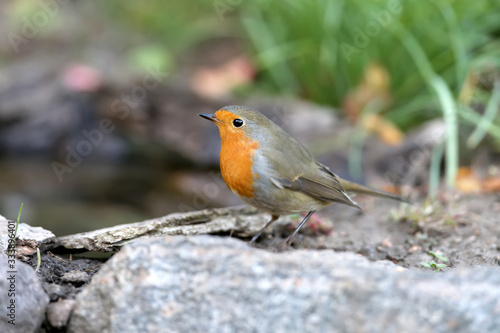 Extra close up portrait of an European robin (Erithacus rubecula) stands on a ground on nice blurred background