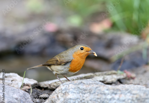 Extra close up portrait of an European robin (Erithacus rubecula) with a small worm in a beak stands on a ground on nice blurred background © VOLODYMYR KUCHERENKO