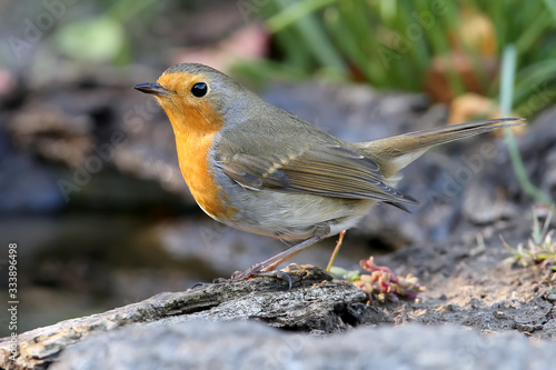Extra close up portrait of an European robin (Erithacus rubecula) sits on a ground on nice blurred background