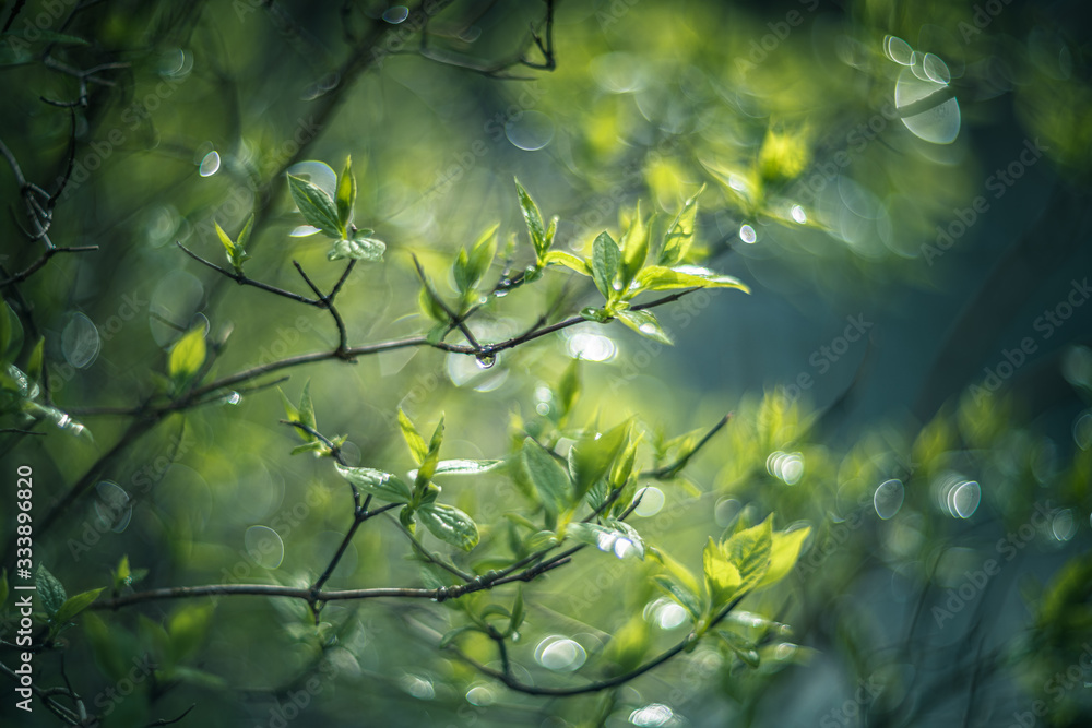 Obraz premium Leaves with water drops