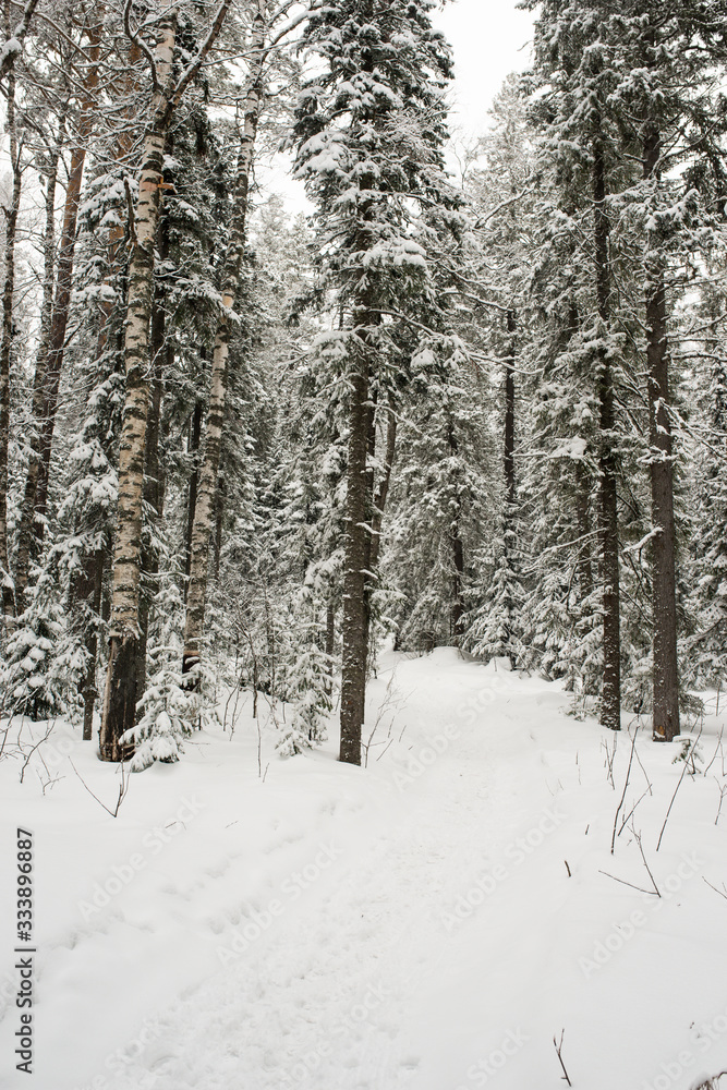 snow-covered, coniferous, white forest, after a night of snowfall and tourists walking with huge backpacks along the path winding among the firs snow-covered, coniferous, white forest, after a night of snowfall and tourists walking with huge backpacks along the path winding among the firs
