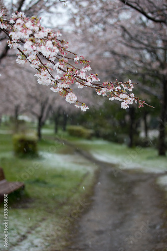 雪の舞う桜並木