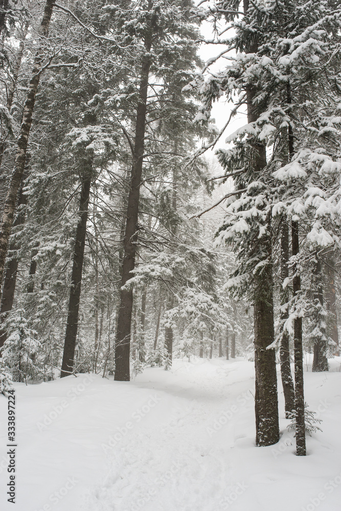 snow-covered, coniferous, white forest, after a night of snowfall and tourists walking with huge backpacks along the path winding among the firs