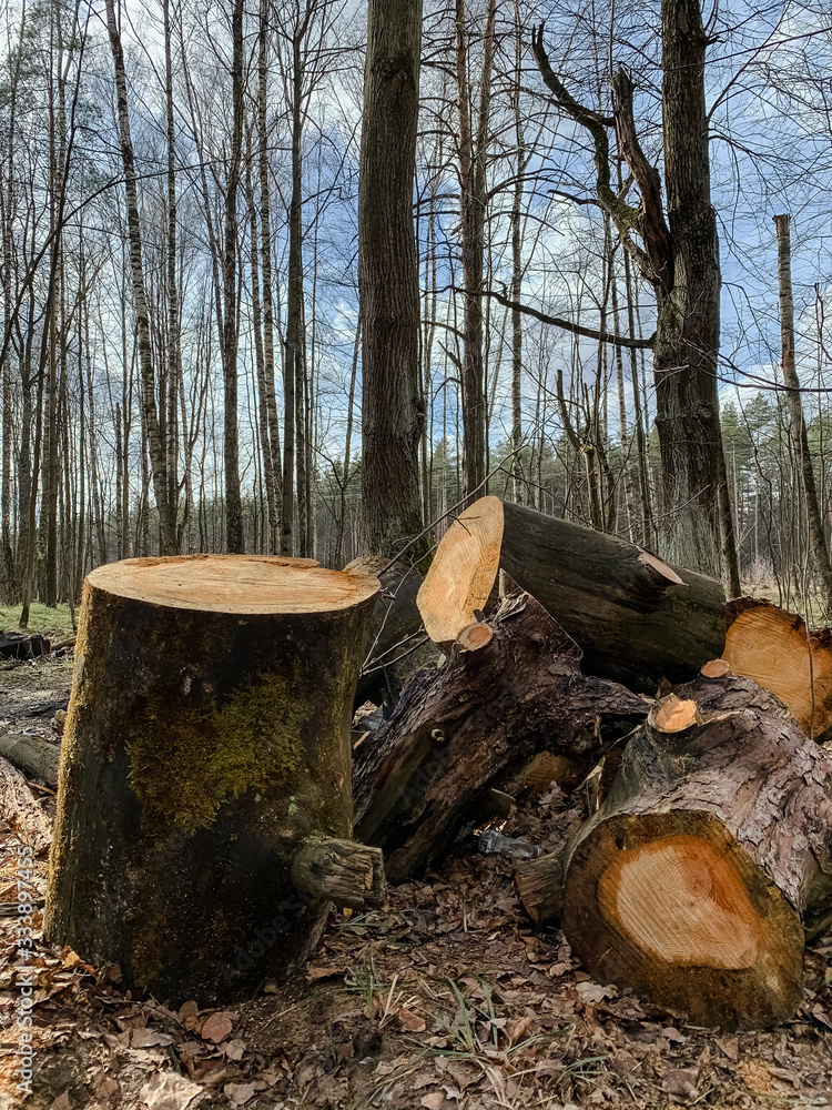 sawn logs in the forest against the background of trees and clear sky. Forest landscape with a bunch of sawn trees. Sawn off logs in woods sawn logs in the forest against the background of trees and clear sky. Forest landscape with a bunch of sawn trees. Sawn off logs in woods