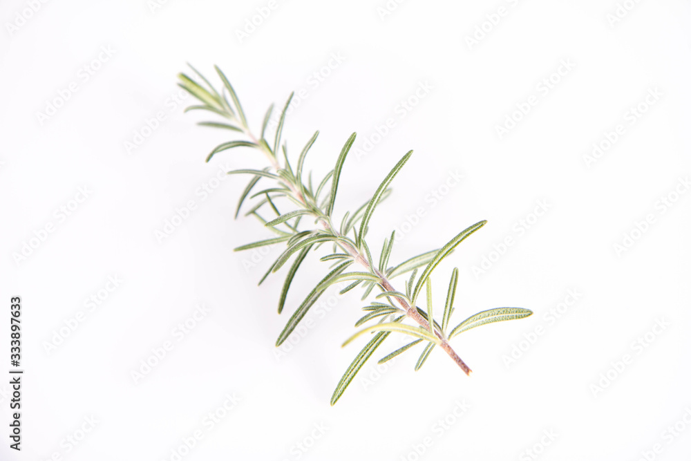 Rosemary (Salvia rosmarinus) twig on a white background Rosemary (Salvia rosmarinus) twig on a white background