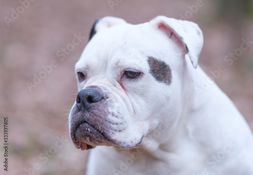 A white and brown English Bulldog dog head portrait with funny expression in face, selective focus, focus on eye © Dasya - Dasya