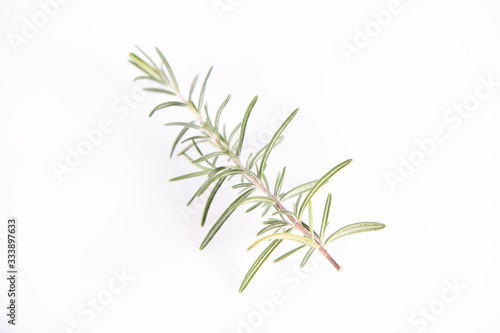 Rosemary (Salvia rosmarinus) twig on a white background