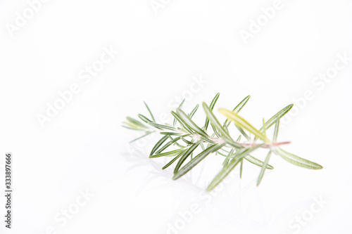 Rosemary (Salvia rosmarinus) twig on a white background