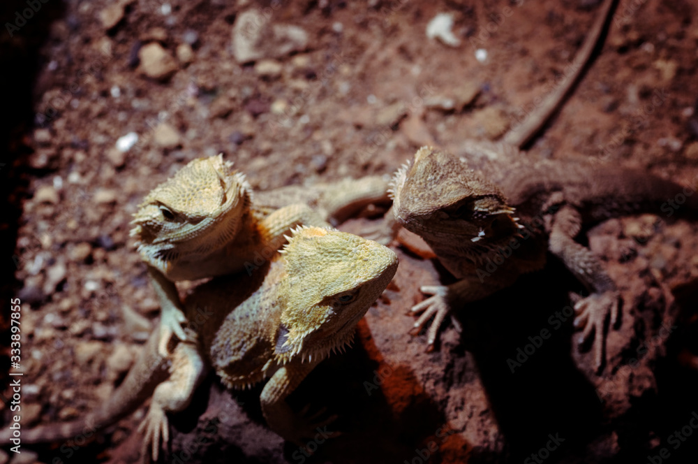 Central Bearded Dragon (Pogona vitticeps) Central Bearded Dragon (Pogona vitticeps)