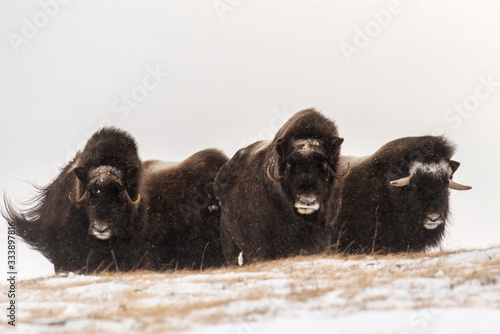 Wallpaper Mural Herd of wild muskox stood in the defensive position during strong snowstorm. Winter landscape of Yamal peninsula, Arctic tundra. Torontodigital.ca