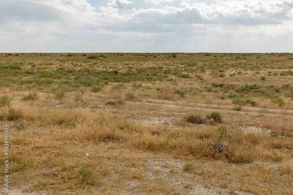 shrub and grass in the steppe near the Syr Darya river, Kazakhstan.