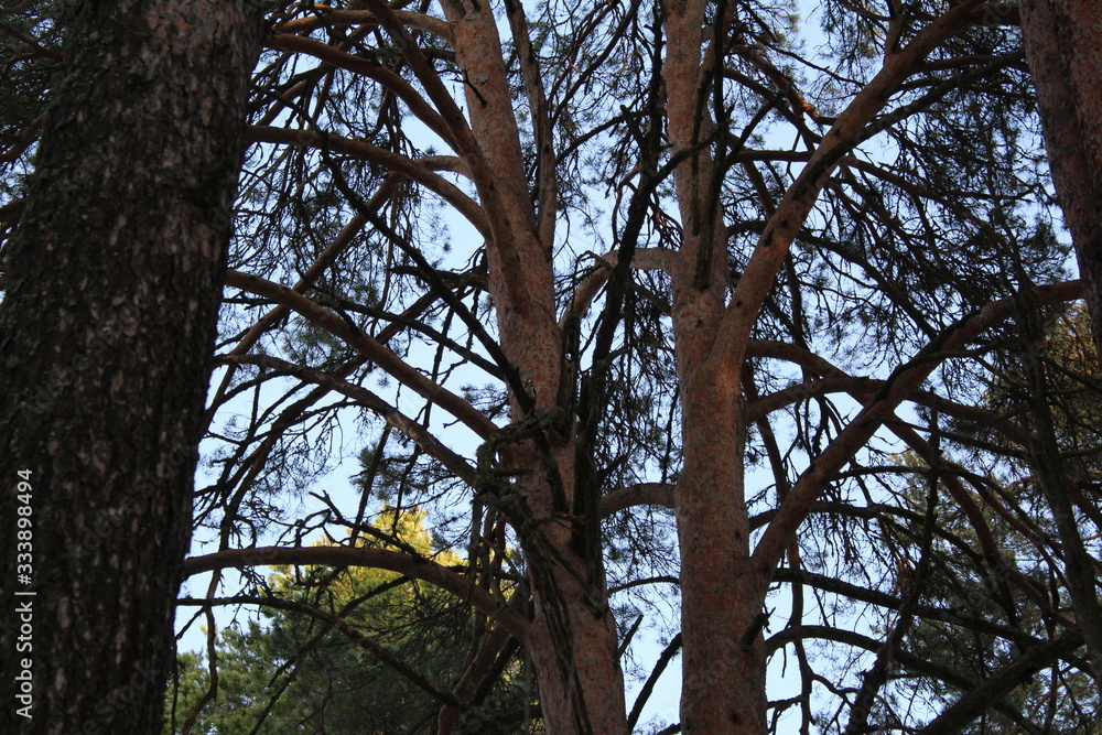 Obraz premium trunks of coniferous trees pines and blue sky