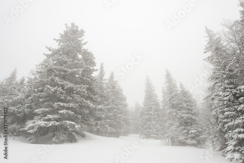 snow-covered, coniferous, white forest, after a night of snowfall and tourists walking with huge backpacks along the path winding among the firs