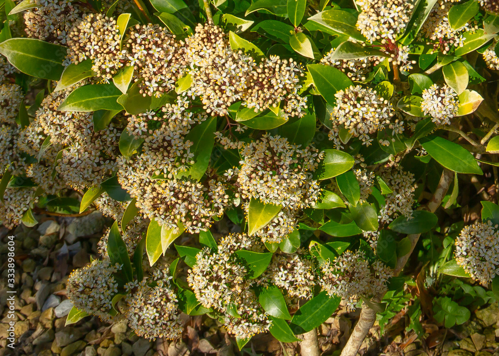 Skimmia japonica or the japanese skimmia, a spring flowering fragrant shrub which attracts lots of pollinating insects Skimmia japonica or the japanese skimmia, a spring flowering fragrant shrub which attracts lots of pollinating insects