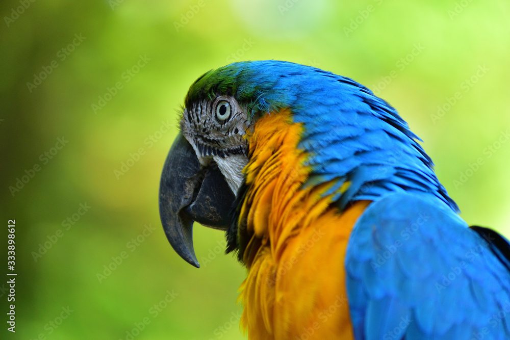 blue and gold macaw