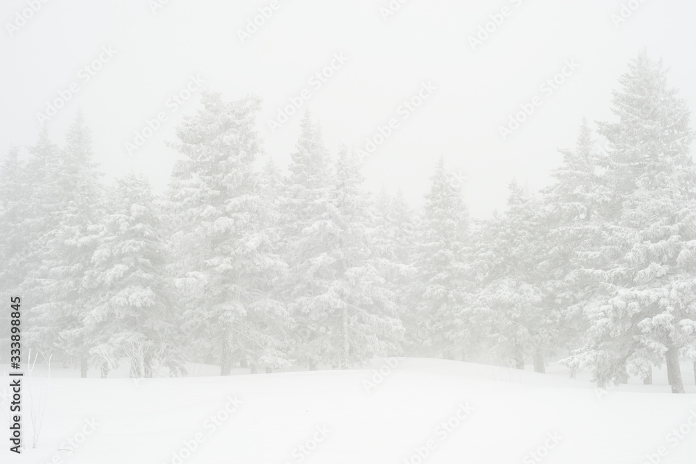 Fototapeta premium snow-covered, coniferous, white forest, after a night of snowfall and tourists walking with huge backpacks along the path winding among the firs
