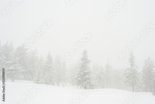 snow-covered, coniferous, white forest, after a night of snowfall and tourists walking with huge backpacks along the path winding among the firs © Павел Чигирь