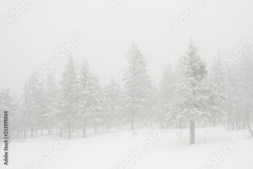 snow-covered, coniferous, white forest, after a night of snowfall and tourists walking with huge backpacks along the path winding among the firs