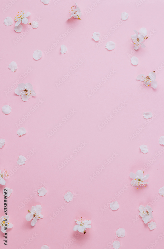 Flat lay of white petals of fruit tree flowers on pink background. Spring concept. Top view Flat lay of white petals of fruit tree flowers on pink background. Spring concept. Top view