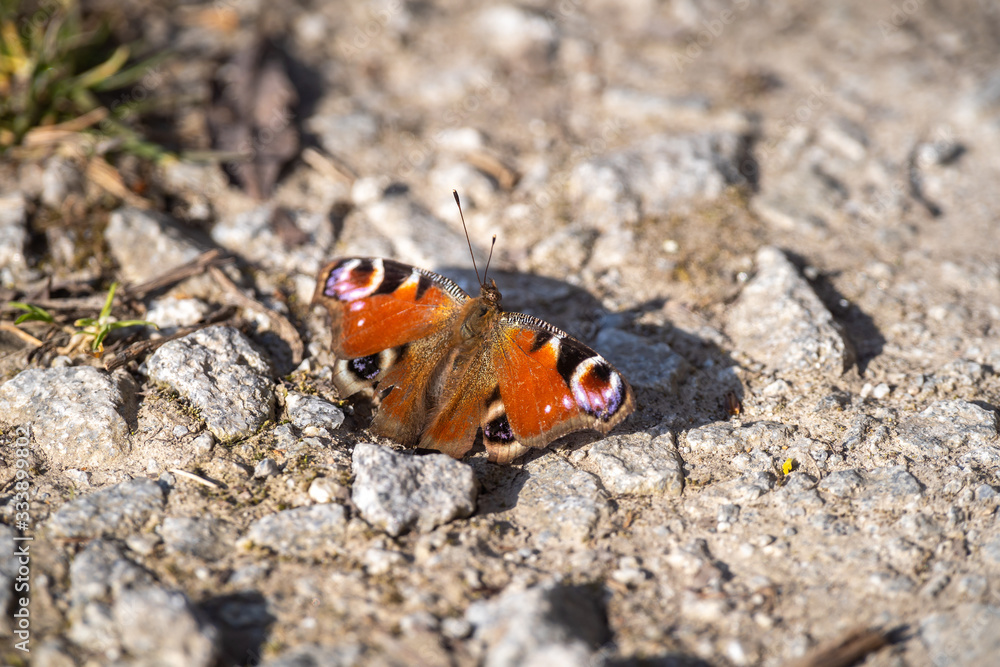 Pfauenauge in der Frühlingssonne | Schmetterling Pfauenauge in der Frühlingssonne | Schmetterling