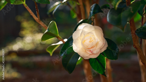 Fotografie beautiful detail of the camelia flower on the bush in spring garden