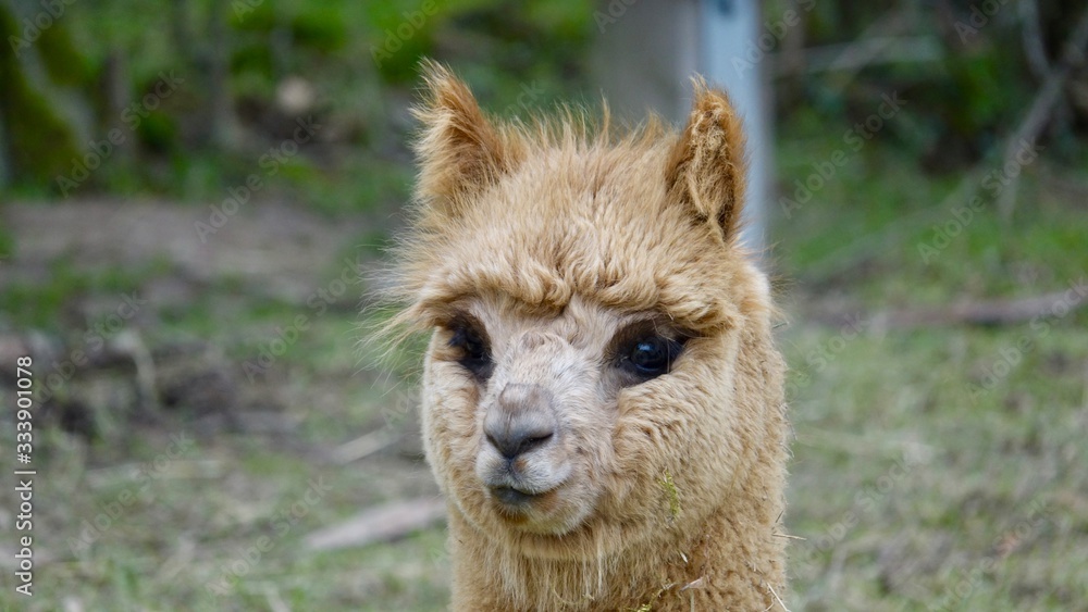 Alpaka, Lama Portrait Alpaka, Lama Portrait