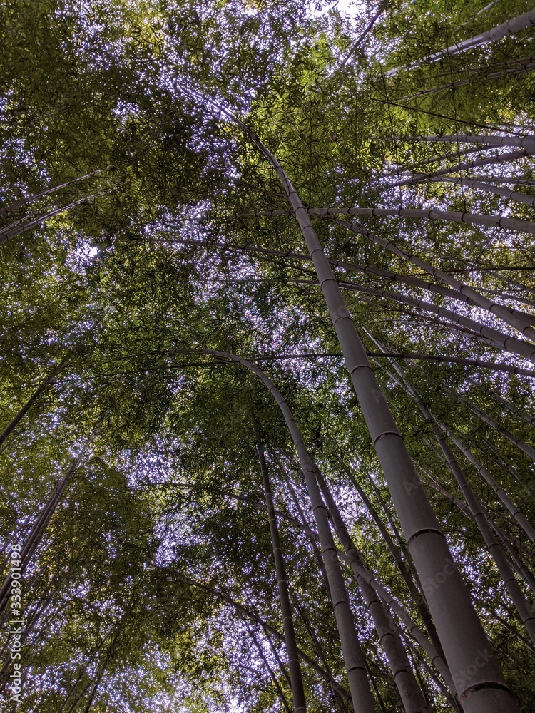 Fototapeta premium flowers in the forest