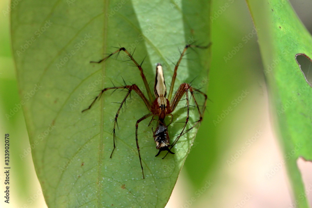 Spinne Oxyopes salticus mit erbeuteter Stier Horn Zikade Spinne Oxyopes salticus mit erbeuteter Stier Horn Zikade