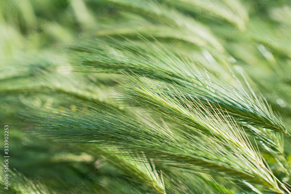 Bright fresh green decorative spikelets