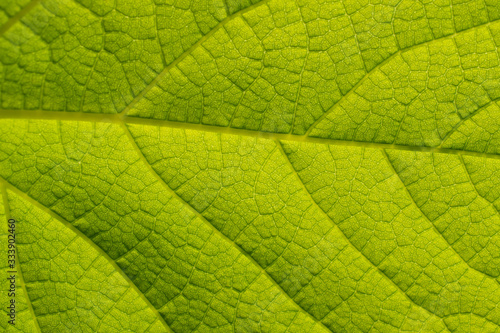 Closeup nature view of green leaf.
