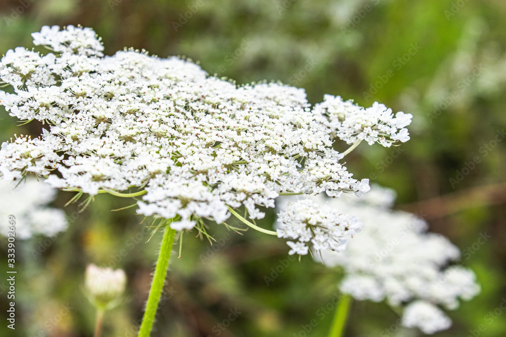 Medicinal wild grass of the yarrow. Medicinal wild grass of the yarrow.