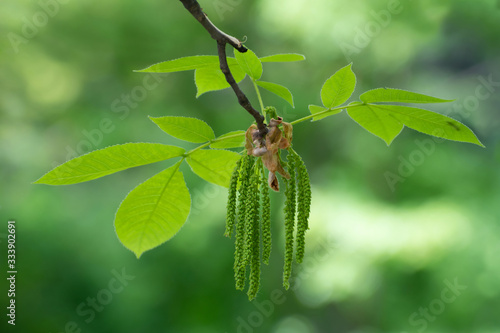 Branch of green fresh leaves closeup © Olena